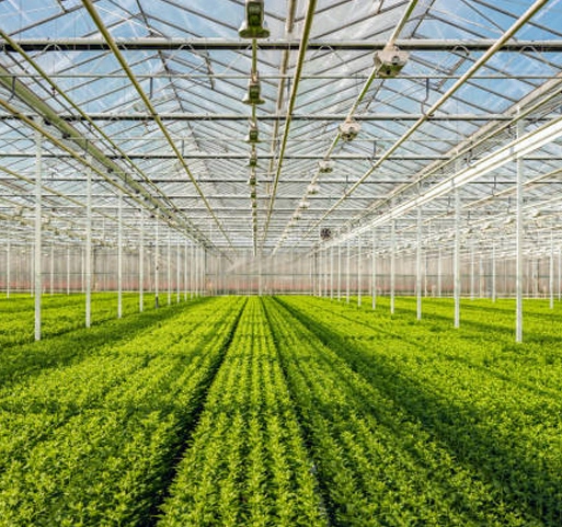 ألواح زجاج دفيئة